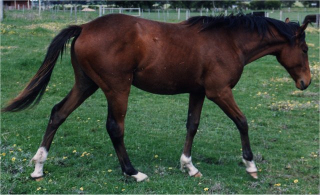 CAL AUSTRALIAN